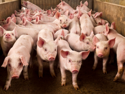 Pigs in farming