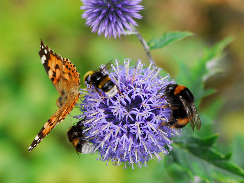 Protecting pollinators in the EU | SAFE – Safe Food Advocacy Europe