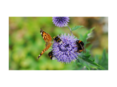 Protecting pollinators in the EU