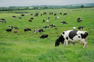 EU approves €615.7m Dutch plan to cut dairy farm emissions