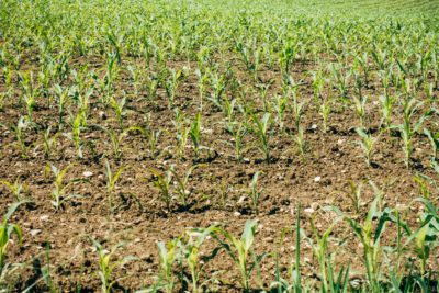 Commission’s plan perpetuates EU’s long-term fertiliser dependency