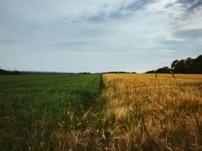 SAFE joins European retailers’ call for NGT protections