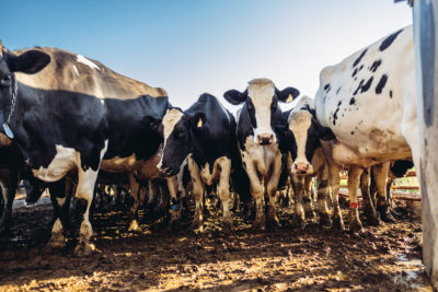 SAFE asks European Commission to abandon plans to weaken Nitrates Directive