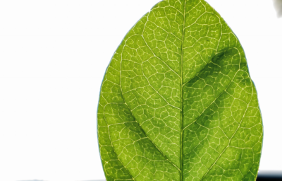 NGT regulation is a real threat to consumer protection and organic food production