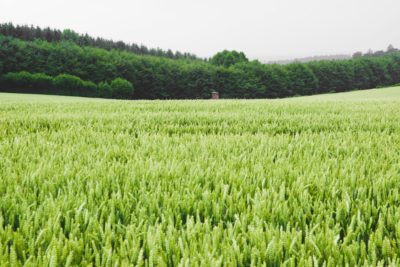 SAFE supports joint statement against ‘regenerative’ greenwashing