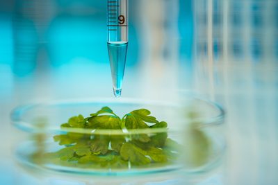 SAFE supports Slovakian lawsuit against NGT regulation